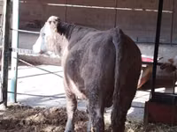 Toro, Simmental cattle — foto 6