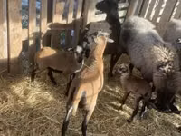 قوچ, Cameroon sheep — عکس 2