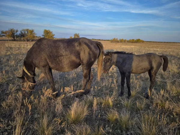 घोड़ी, Kazakh horse — कज़ाखस्तान