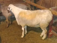 公羊, Sheep — 照片 4