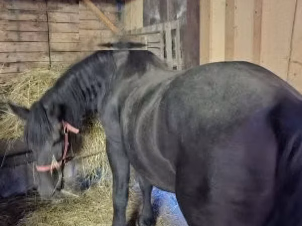 Mare, Horses — Hungary