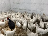 Chickens — ფოტო 1