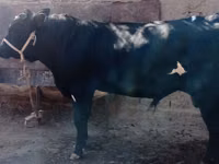 Bull, Cattle — photo 4