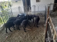 Ram, Sheep — photo 1