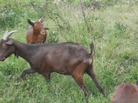 Ged, Murcia-Granada goats — foto 2