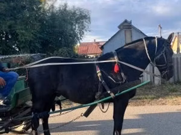 Асп, Nonius horse