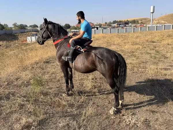 Horse (M), Horses — Kazakhstan