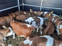 Býk, Simmental cattle — foto 2
