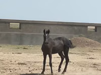 اسب نر, Kazakh horse — عکس 2