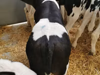 Lembu jantan, Cattle — foto 4