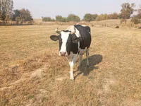 Կով, Russian Black pied cattle — լուսանկար 2