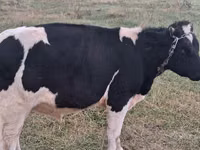 Bulle, Russian Black pied cattle — Foto 1