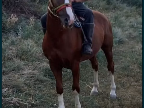 Horse (M), Tatar horse — Kazakhstan