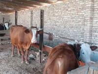 Cow, Simmental cattle — photo 2