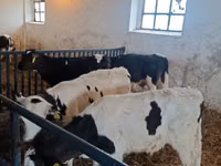 Bull, Cattle — photo 7