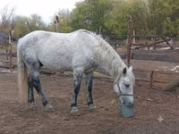 Horse (M), Percheron — photo 1