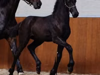 Pastuv, Appaloosa — fotografija 2
