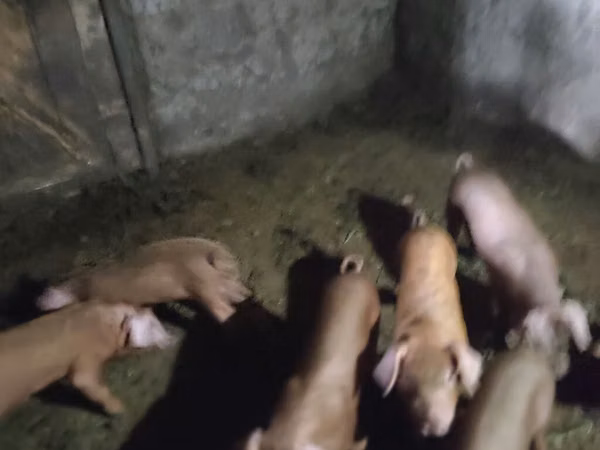 Sow, Pigs — Kyrgyzstan