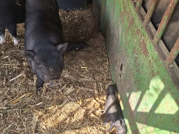 Boar,  — Moldova