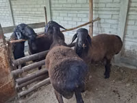 Ram, Sheep — photo 2