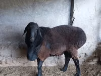 公羊, Sheep — 照片 2