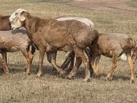 Ovan, Hissar sheep — fotografija 6