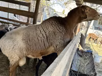 Carnero, Arashan sheep — foto 3