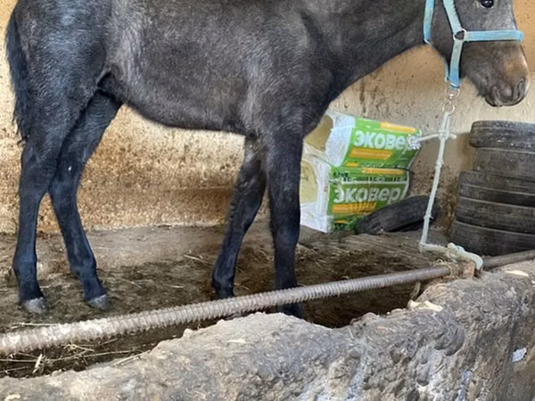 Horse (M), Horses
