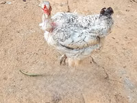 Chickens — foto 3