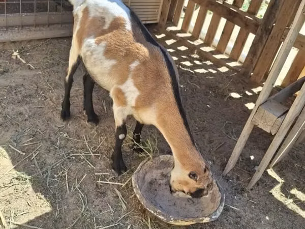Goat, LaMancha goats