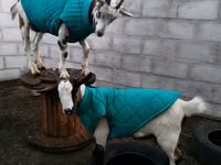 Keçi, Saanen goat — foto 3