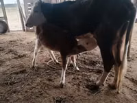 பசு, Simmental cattle — புகைப்படம் 6