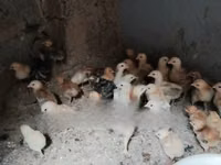 Chickens — Foto 5