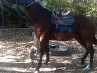 수말, Friesian sport horse — 사진 1