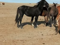 Kuda betina, Horses — foto 2