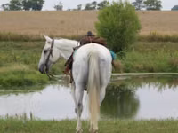 Horse (M), Quarter Horse — photo 4