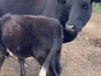 Krava, Simmental cattle — fotografija 6