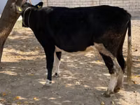 Cow, Russian Black pied cattle — photo 2