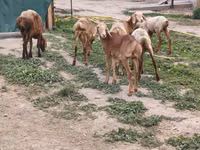 میش, Arashan sheep — عکس 4