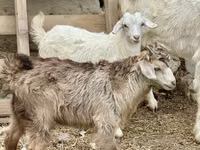 Ged, Saanen goat — foto 4