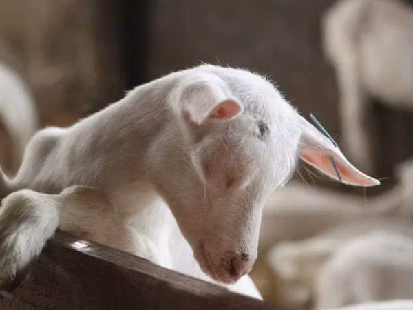 Goat, Saanen goat — United Kingdom