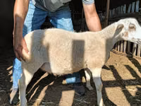 قوچ, Dorper sheep — عکس 1