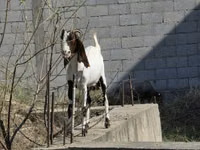Cabra, Cabras — foto 4