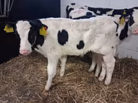 Tyre, Russian Black pied cattle — foto 7