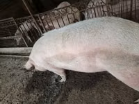 Babi (batch, jenis kelamin tidak disebutkan), Pigs — foto 5