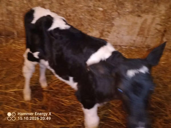 Cow, Russian Black pied cattle