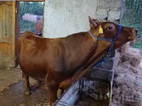 Bull, Cattle — photo 3