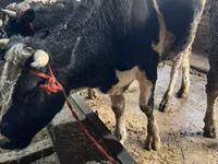 公牛, Russian Black pied cattle — 照片 2