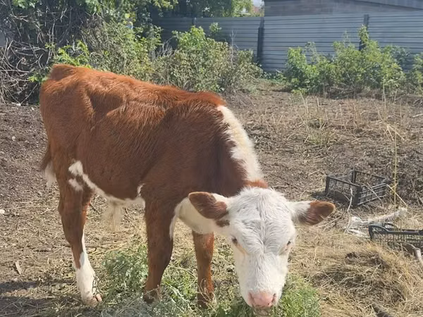 Bull, White-headed Ukrainian — Kazakhstan