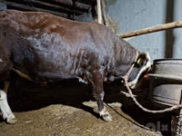 Toro, Bovini — foto 2